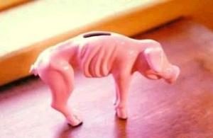 cochon.jpg